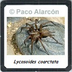 Lycosoides coarctata